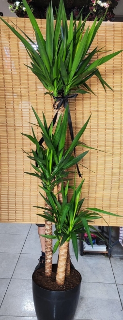 BÜYÜK BOY YUCCA BİTKİSİ