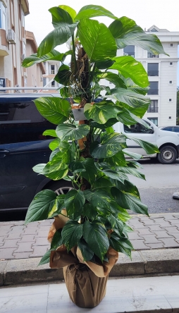 PATOS SARMAŞIK BİTKİSİ