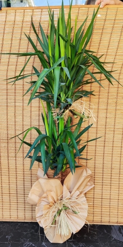 YUCCA BİTKİSİ ( 2 KÖKLÜ 135 CM BOY)