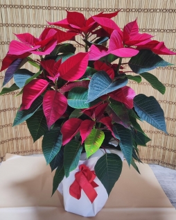 ATATÜRK ÇİÇEĞİ